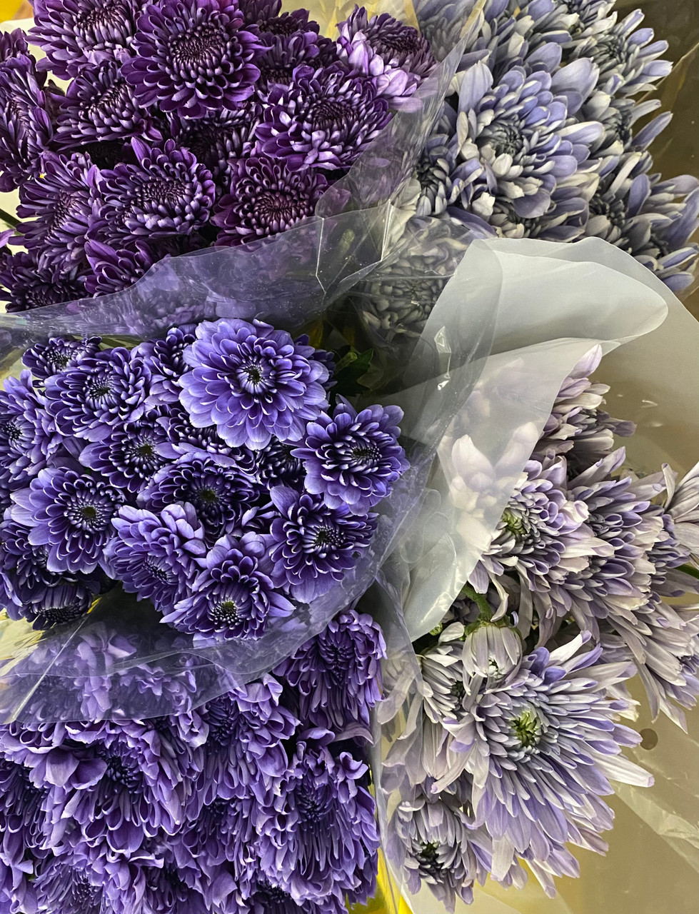 All 5 colors of Blue Ocean pomps