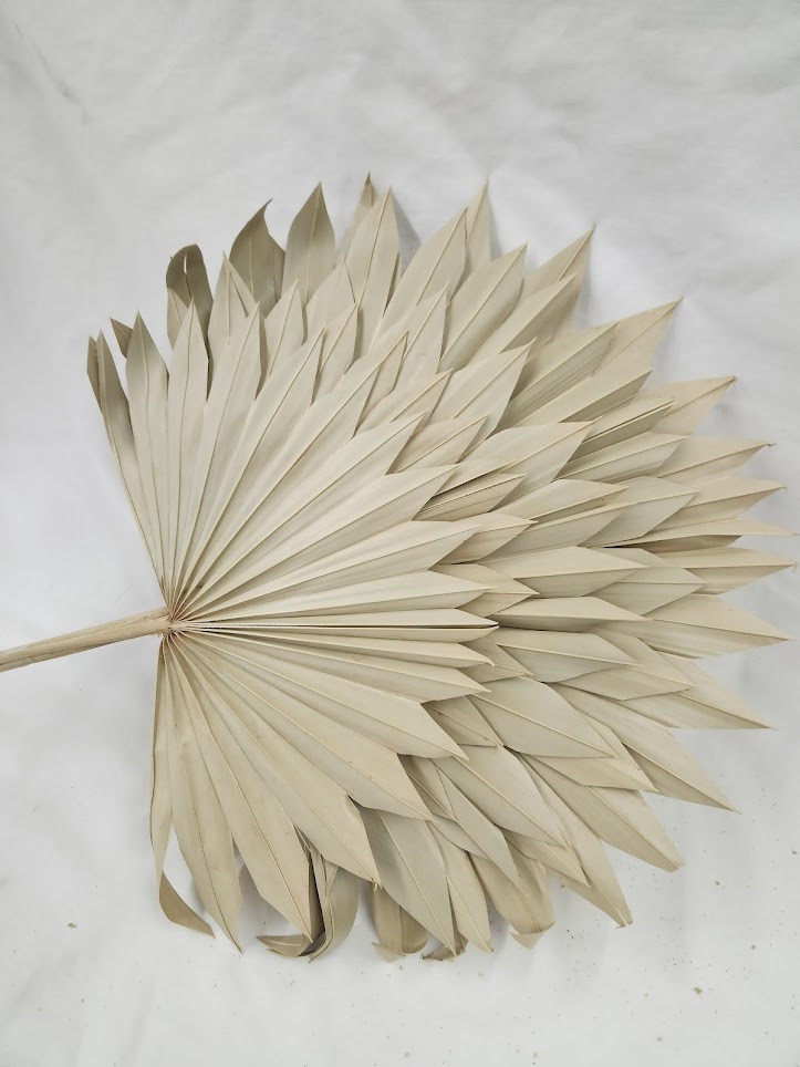 Sun Palm