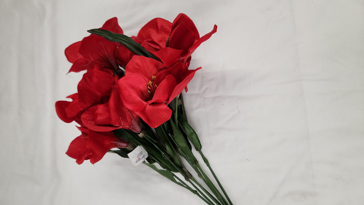 Amaryllis Bush - Red