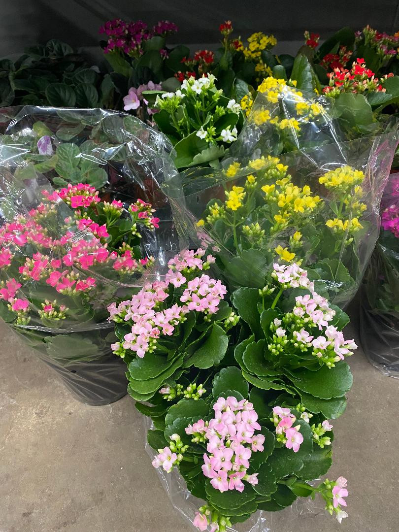 Kalanchoe Potted 4" case of 18