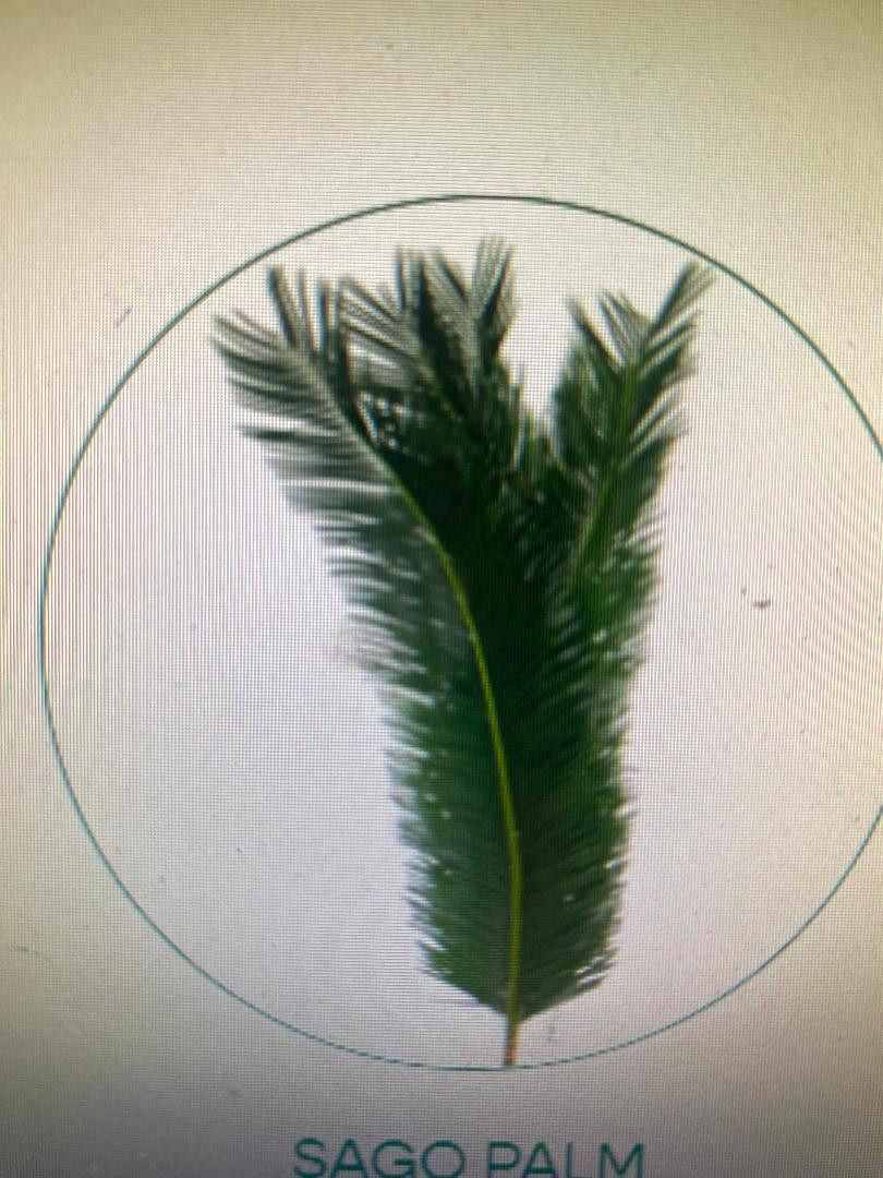 size 60cm packed 10 stems per bunch.