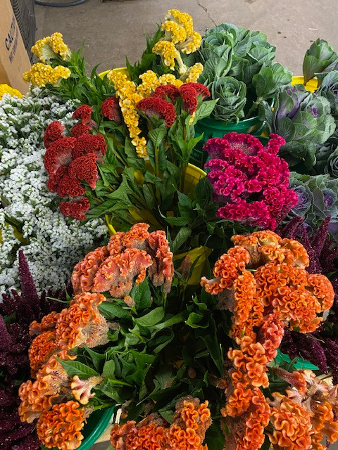 coxcomb x 5 stems is a small genus of edible and ornamental plants in the amaranth family, Amaranthaceae. Its species are commonly known as woolflowers, or, if the flower heads are crested by fasciation, cockscombs. 