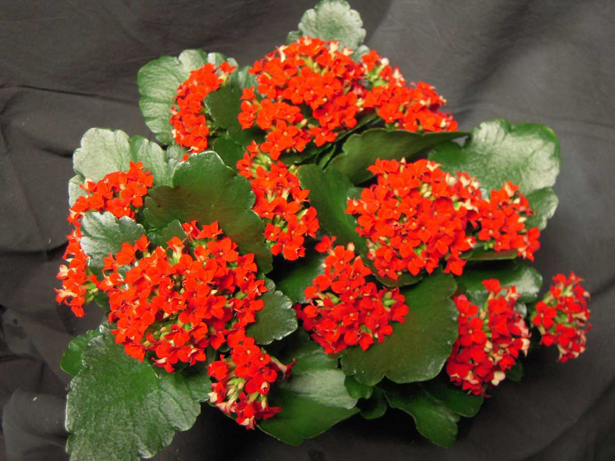 4" Potted Kalanchoe Plant. Case packed 18