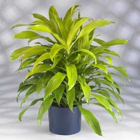 Janet Craig Limelight