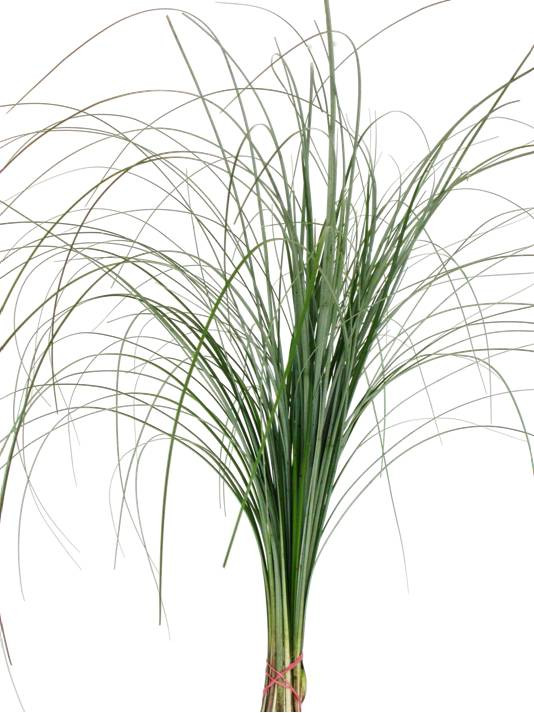 Bear-grass is a stout perennial arising from a woody, tuber-like rhizome. Leaves are dull olive green