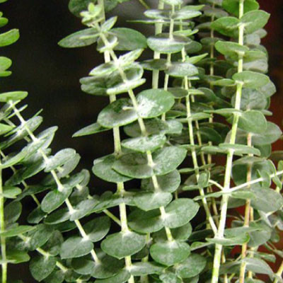 Sturdy, long stems with scalloped leaves  sold by weight per bunch