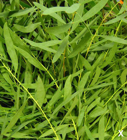 Spear-shaped leaves run along the length of each stem;