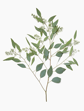 Although commonly used for texture in bouquets and arrangements, Seeded Eucalyptus can also hold its own in lovely, lush, aromatic garlands