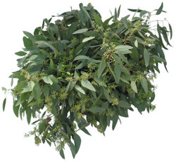 Although commonly used for texture in bouquets and arrangements, Seeded Eucalyptus can also hold its own in lovely, lush, aromatic garlands