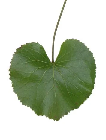 Galax Leaves are about the size of a hand, with serrated edges 