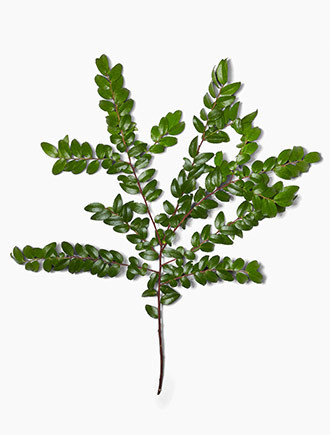 Huck has bushy foliage, with dark green leaves densely covering its lateral stems with b3anches approximately 20" wide.