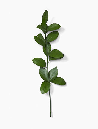 Israeli Ruscus Greenery has a long, shapely stem and also has deep green, elliptical leaves.