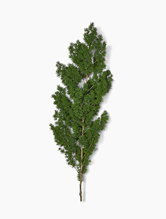 Each stem contain several branches of clustered leaves, which resemble soft, short pine needles and approximately 12-18 inches long.  