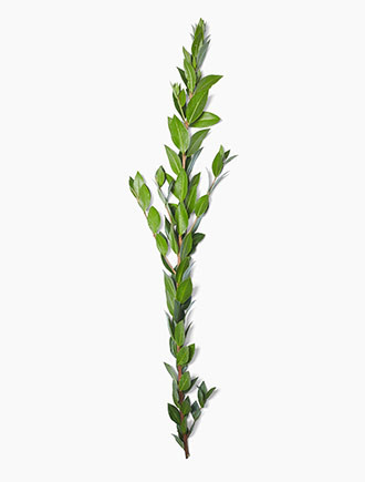 Myrtle has dense foliage that cover the entire length of the 18-24 inch stem.