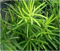 Its dark and shiny needle-like leaves average 2-3 inches in length with stems as long as 24" long.