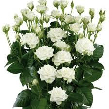 White Spray roses have multiple heads on a stem and has 10 stems to a bunch.