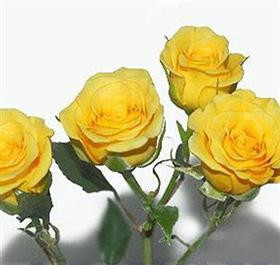 Gold Yellow Spray roses have multiple heads on a stem and has 10 stems to a bunch.