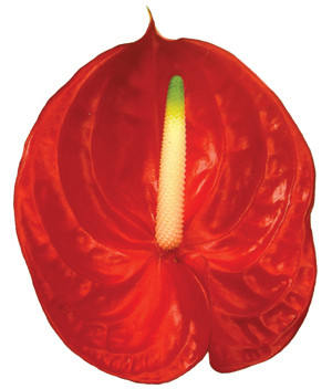 A tropical flower, anthuriums have strange petal-like bracts, that are red, pink, white or green. The blooms are glossy like patent leather. As a cut flower, anthuriums live two to three weeks.