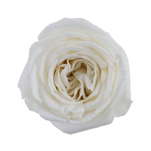 Playa Blanca - Garden Rose