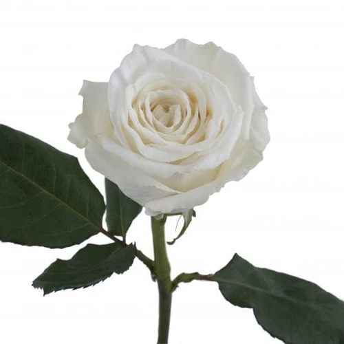 Playa Blanca - Garden Rose