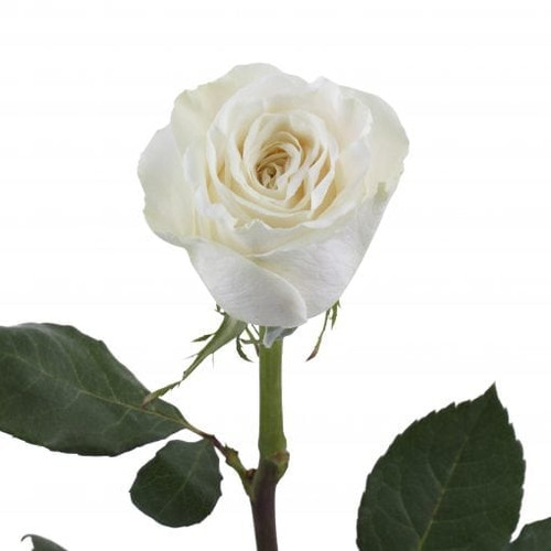 Playa Blanca - Garden Rose