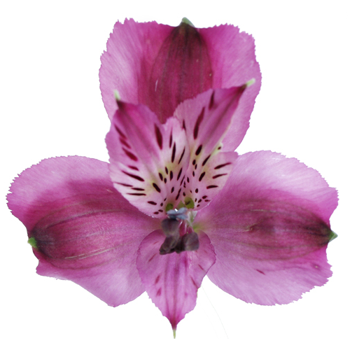 24-30 inches tall
Alstroemeria is an extremely long lasting cut flower (12 to18 days).
Purchase only from farms who post harvest treat the flowers with flower preservatives for premature yellowing of foliage.
New premium varieties have better flower structure, bloom size and interesting colors. 
Common name for Alstroemeria is "Peruvian Lily"