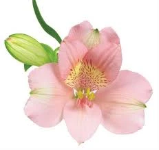 light pink 24-30 inches tall
Alstroemaria is an extremely long lasting cut flower (12 to18 days).
Purchase only from farms who post harvest treat the flowers with flower preservatives for premature yellowing of foliage.
New premium varieties have better flower structure, bloom size and interesting colors. 
Common name for Alstroemaria is "Peruvian Lily"