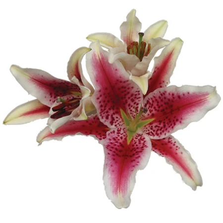 MeroStar or Stargazer Lily is one of the most stunning lily flowers as well as the most adored oriental lily for celebrations. This lily has an abundant fragrance, striking color and awe striking bloom. The Lily bloom has ruby freckles scattered through out the hot pink petal and the tips of the bloom is outlined in white. Stargazers have large and upward facing blooms. This lily has 1 bloom per stem and comes 10 stems to a bunch.