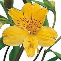 gold yellow Alstroemaria
24-30 inches tall
Alstroemeria is an extremely long lasting cut flower (12 to18 days).
Purchase only from farms who post harvest treat the flowers with flower preservatives for premature yellowing of foliage.
New premium varieties have better flower structure, bloom size and interesting colors. 
Common name for Alstroemeria is "Peruvian Lily"