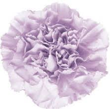 

•Color: Moonlight
•Long lasting
•Large flowers, “Open Cut” ready for immediate conditioning and use
•Consistent flower size and cut stage in each bunch
•Strong, straight, thick stems for quality and easy designing
•25-stem bunches
•Grade selection: Select 70 cm
