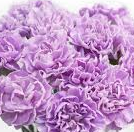 Carnation - Moonaqua