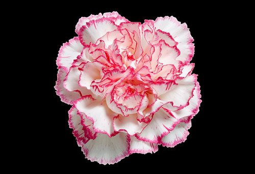  
•Color: Verigated Pink
•Large flowers, “Open Cut” ready for immediate conditioning and use
•Consistent flower size and cut stage in each bunch
•Strong, straight, thick stems for quality and easy designing
•25-stem bunches
•Grade selection: Select 70 cm
