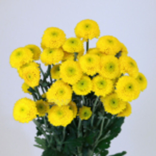 paintball yellow button pomp.  7 stems bunches long laterals