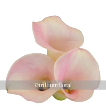 Light  Pink Mini calla lilies are small, trumpet-shaped blooms; they have one large petal, which tapers off and curls to one side. Bunches are packed 10 stems.
