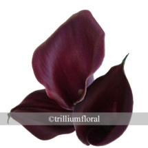 Burgundy Mini Calla Lily.  Bunch of 10