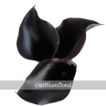 Mini calla lilies are small, trumpet-shaped blooms; they have one large petal, which tapers off and curls to one side.  Black Mini Calla Lily it comes 10 stems in a bunch.