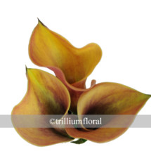 
Mini calla lilies are small, trumpet-shaped blooms; they have one large petal, which tapers off and curls to one side. Orange Mini Calla Lily packed 10
