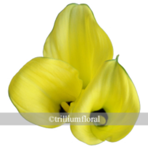 Yellow  Mini calla lilies are small, trumpet-shaped blooms; they have one large petal, which tapers off and curls to one side.
