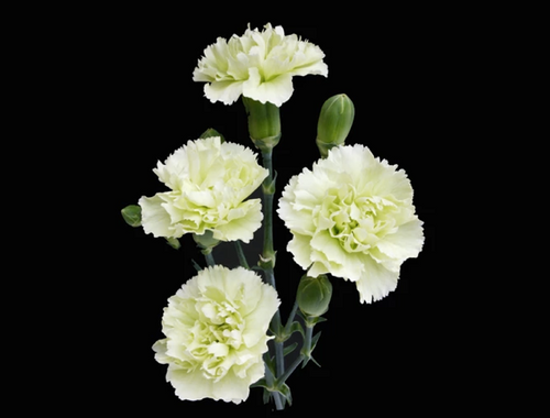Green Mini Carnation flowers are a traditional flower with several ruffled, ball-shaped blooms per stem. 
