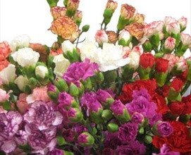 Assorted mini carnation flowers are a traditional flower with several ruffled, ball-shaped blooms per stem. 