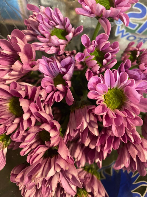 Lavender daisy pomp  packed 7 stems per bunch