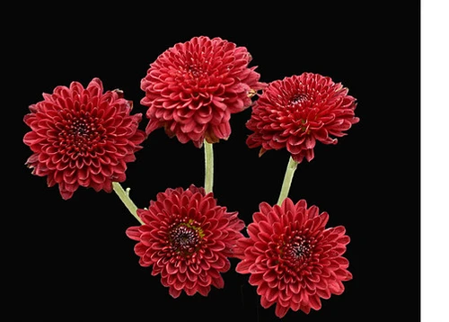 Red Button Pomp packed 7 stem bunches