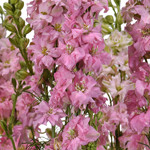 Pink Larkspur have long stems, which are covered in clusters of star-shaped blooms.  Bunch of 10 stems.