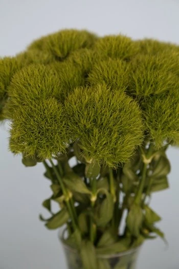 Also known as green trick dianthus, these flowers feature fuzzy, ball-shaped blooms