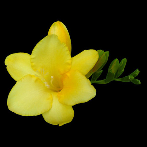  Freesia features several bell-shaped blooms daintily perched atop a long, viridian stem