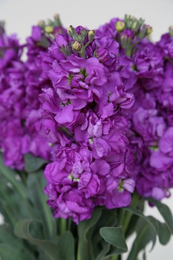 ruffled blooms that adorn tall leafy stalks.  Bunches have 10 stems.