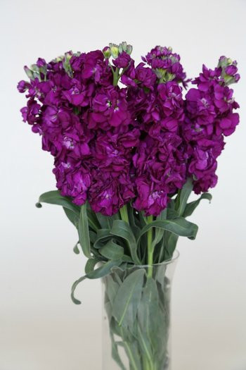 ruffled blooms that adorn tall leafy stalks.  Bunches have 10 stems.