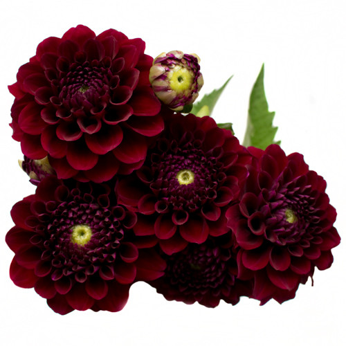 Dahlia Flowers saucer-shaped blooms feature a tight ball-like center with layers of spade-shaped petals surrounding it. Comes in bunches of 5.