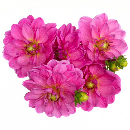 Dahlia Flowers saucer-shaped blooms feature a tight ball-like center with layers of spade-shaped petals surrounding it. Comes in bunches of 5.