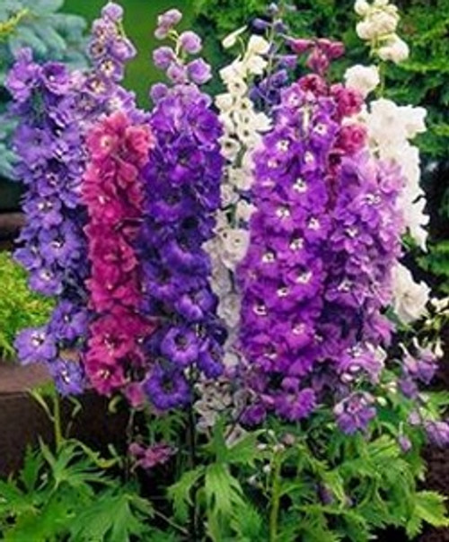 Purple HYBRID Delphinium are  larger bloomed  and are double the petals.  Hybrid delphinium are typically packed 5 stems.